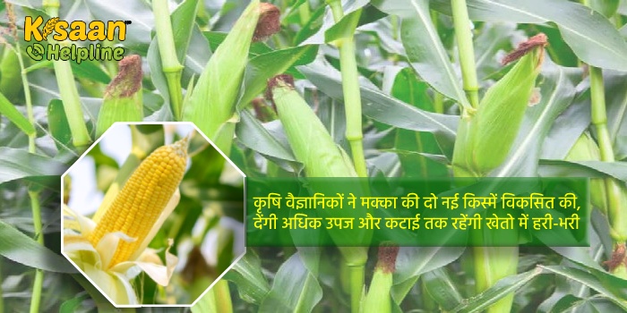 कृषि वैज्ञानिकों ने मक्का की दो नई किस्में विकसित की, देंगी अधिक उपज और कटाई तक रहेंगी खेतो में हरी-भरी